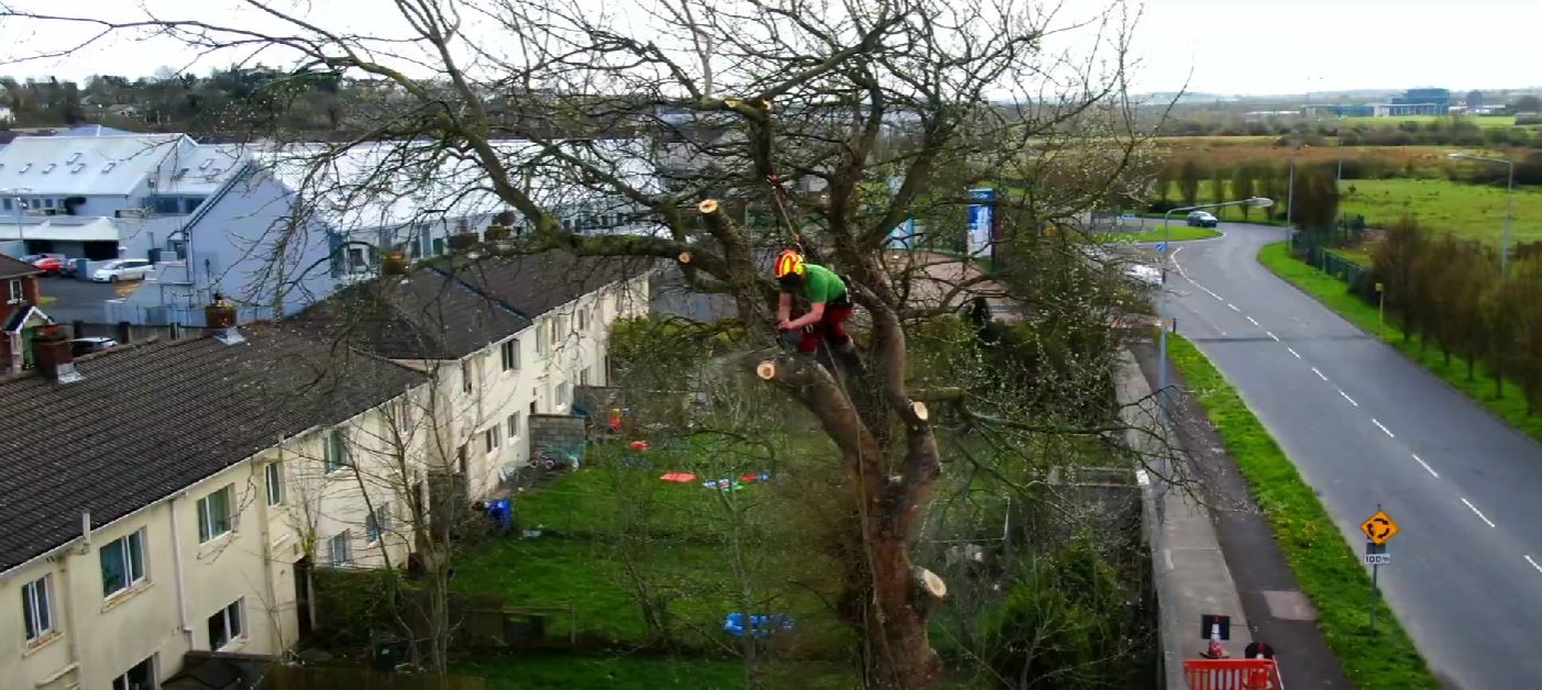 Scottsdale Tree Trimming, Tree Trimmers Image